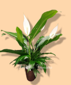 pianta di spathifyllum con copri vaso