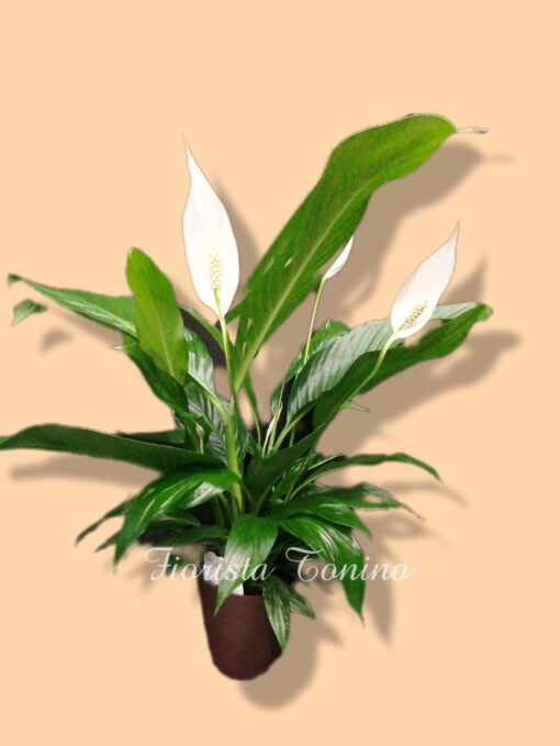 pianta di spathifyllum con copri vaso