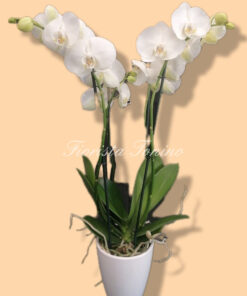 pianta do orchidea phalaenopsis bianca con coprivaso in ceramica