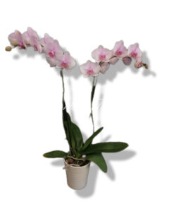 pianta di orchidea phalaenopsis rosa con coprivaso in ceramica