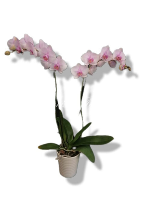 pianta di orchidea phalaenopsis rosa con coprivaso in ceramica